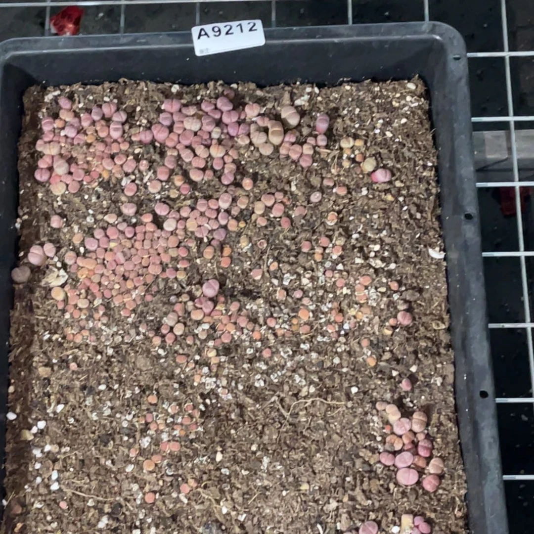 9212橄榄筐1不售后脱土