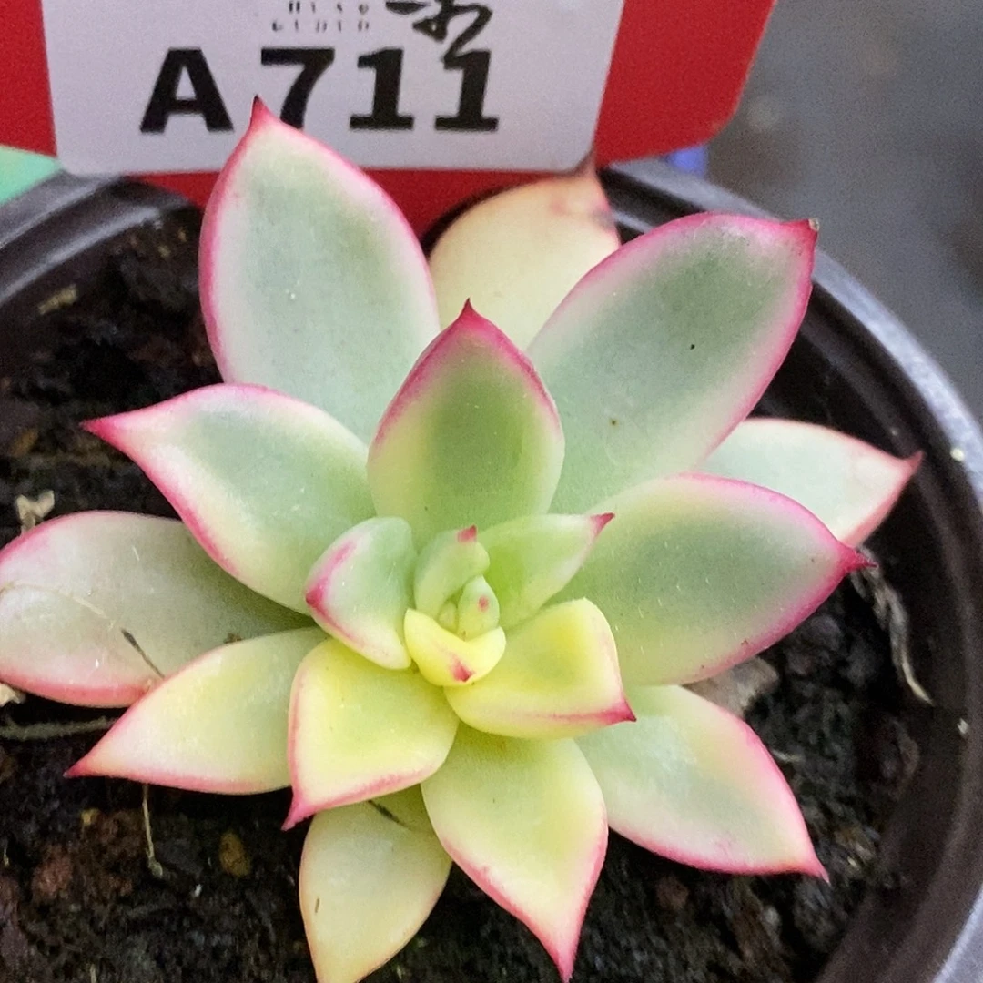 711金牛座哈哈哈哈哈哈
