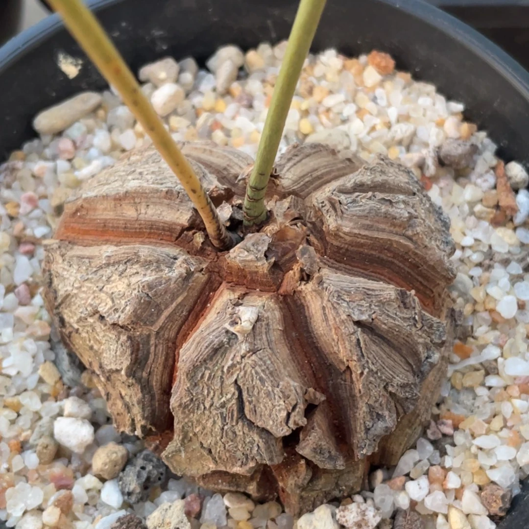 爱心，墨西哥龟甲龙一物一拍