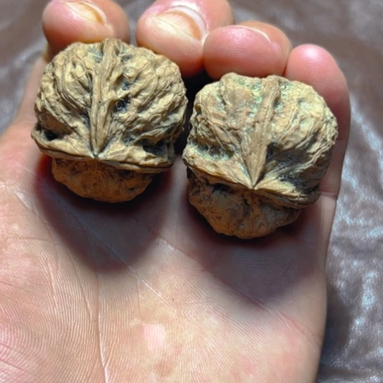 把件文玩核桃12号三楞尖嘴异兽卡37