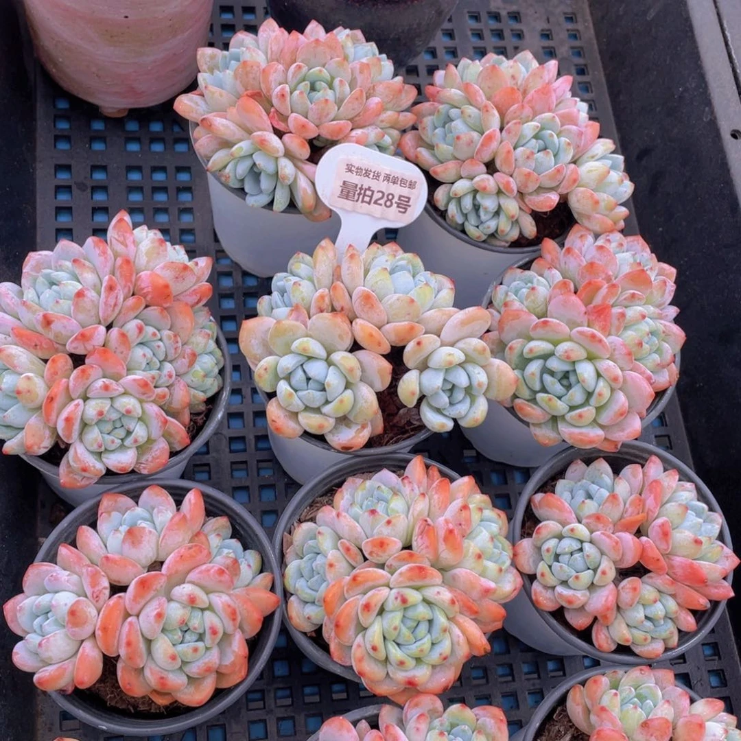 量拍28号 丸叶冷香老桩四头起一个