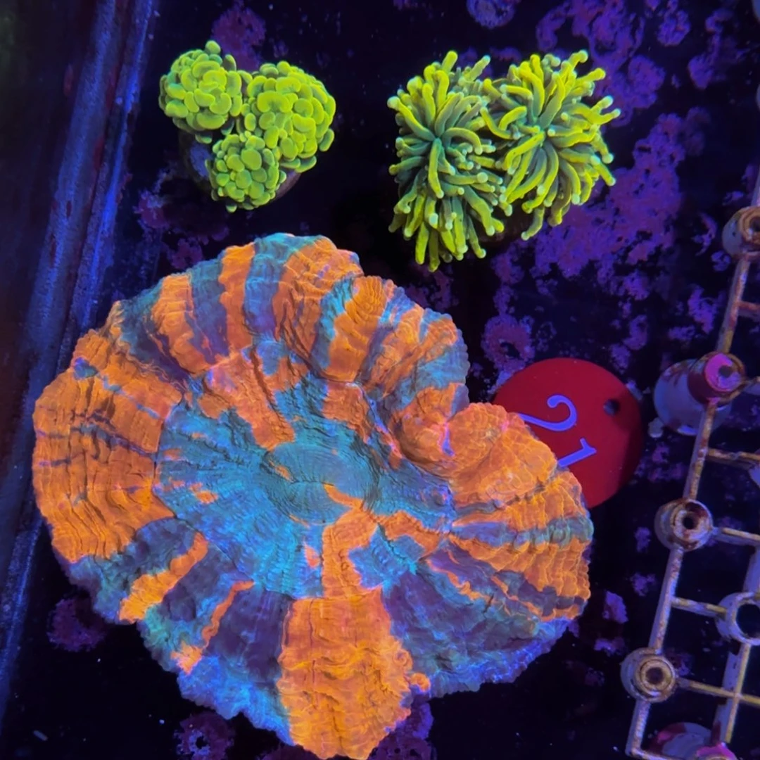 万鱼来朝海水观赏