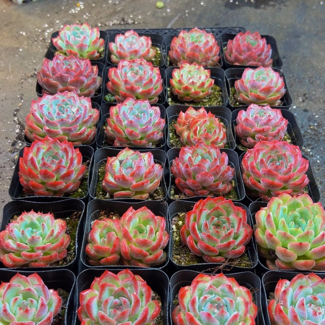 342多肉的小龙虾和一个