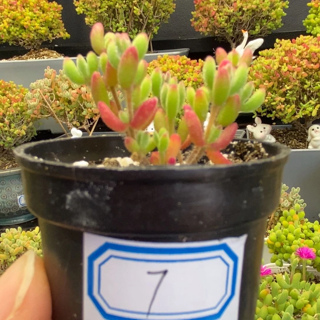 7号优选红宝石多肉