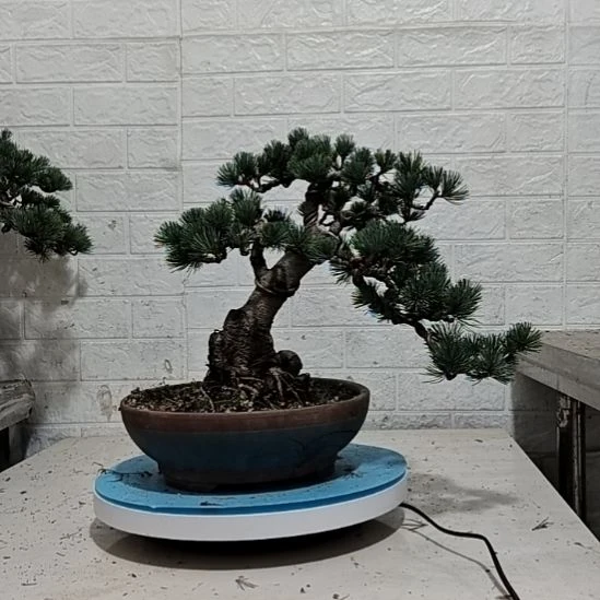 无花朵五针松老盆口老桩老盆