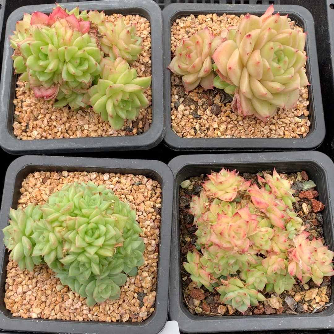 1104-04 麦秆套餐一组