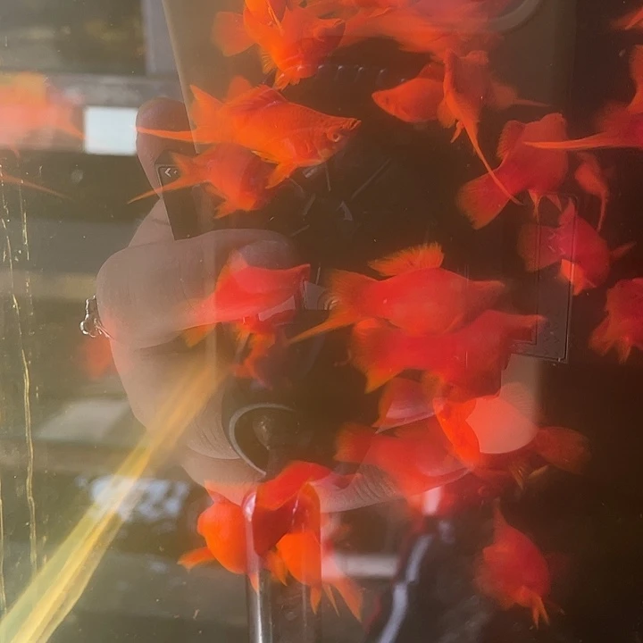 孔雀鱼精品红箭球6条