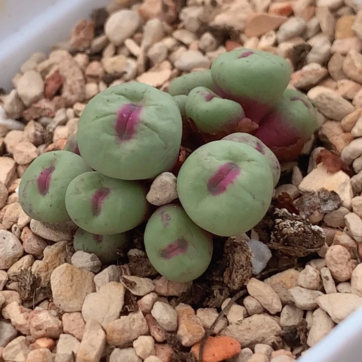 48980999659888885558855