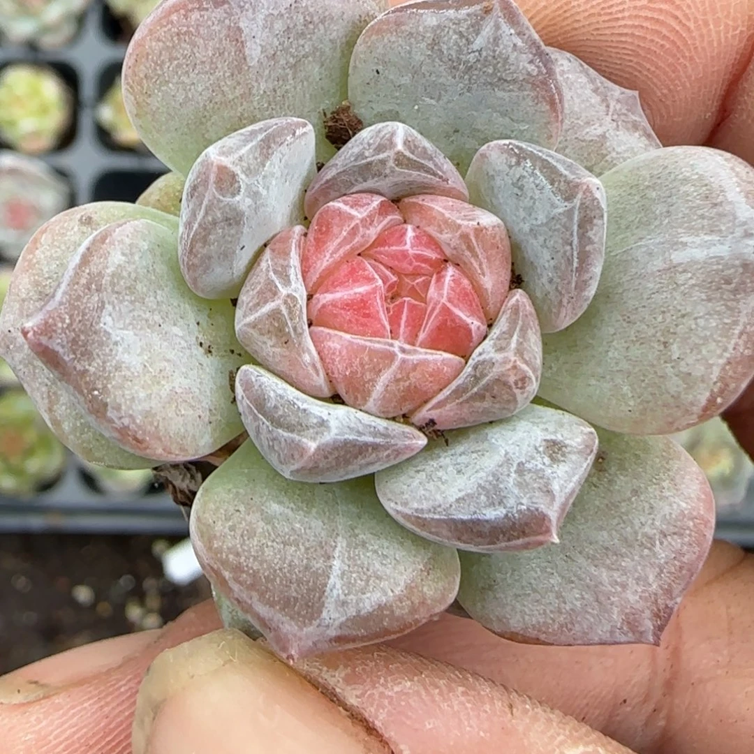 4-36小卡拉米糖心一物一拍