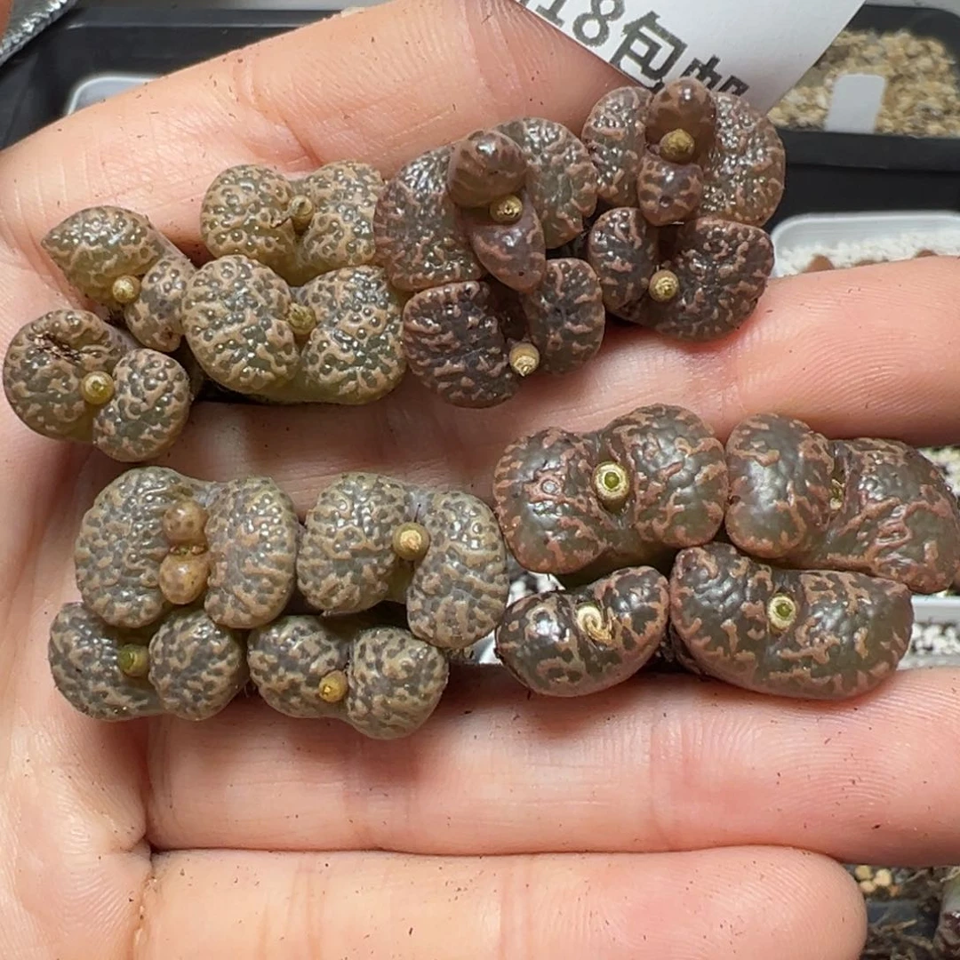 【闪购商品】677……