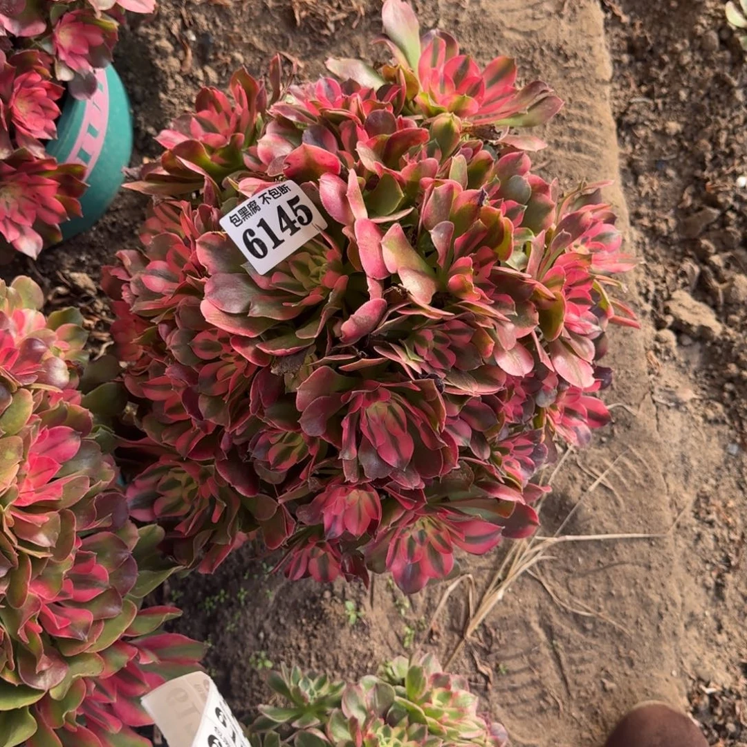 法师香妃20-44 6145