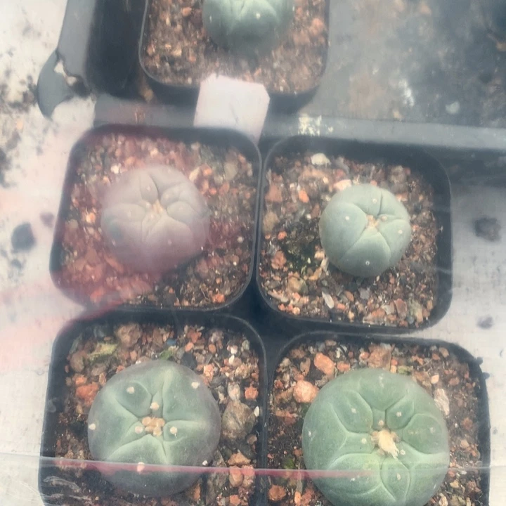 【闪购商品】实生5颗