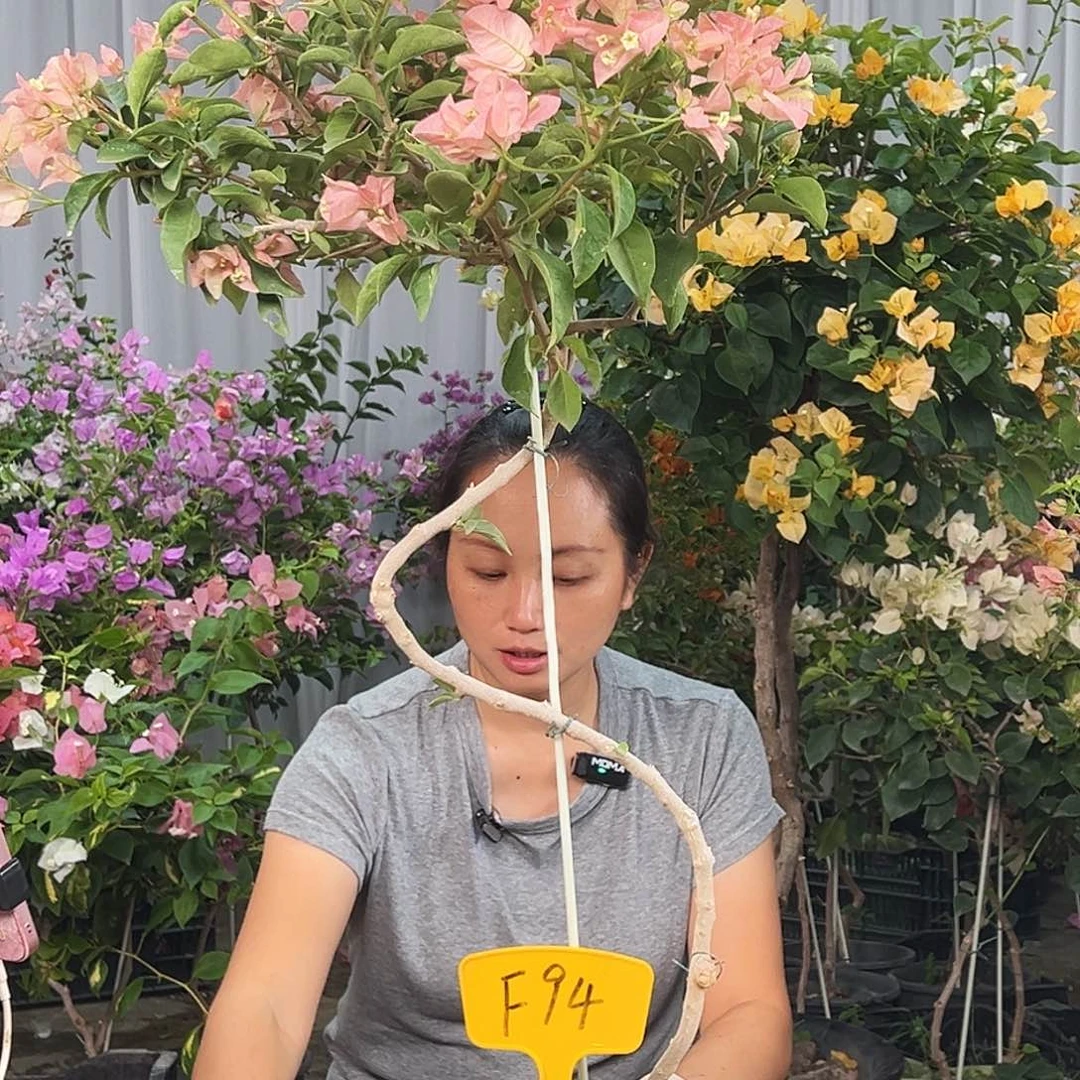 静***光大部分花苞少量开放F94卡亚塔