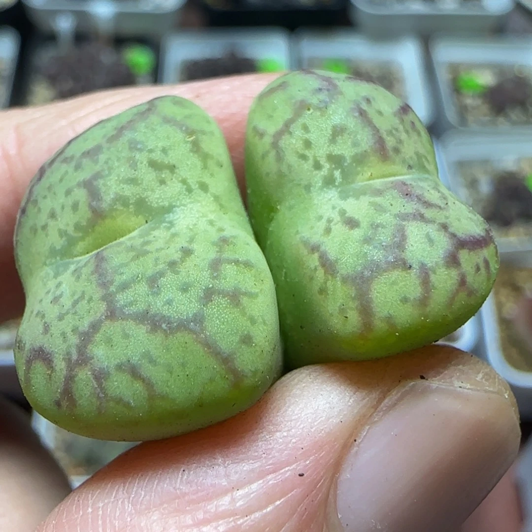 绿底红纹杂交多肉392