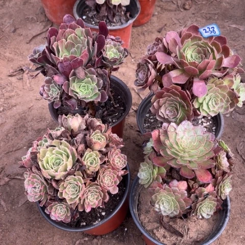 238多肉植物组合,