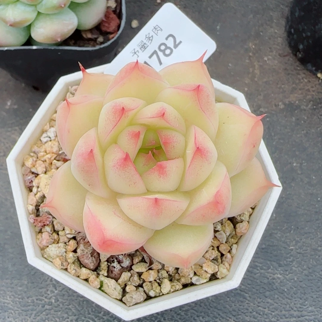 麦秆，1782多肉植物