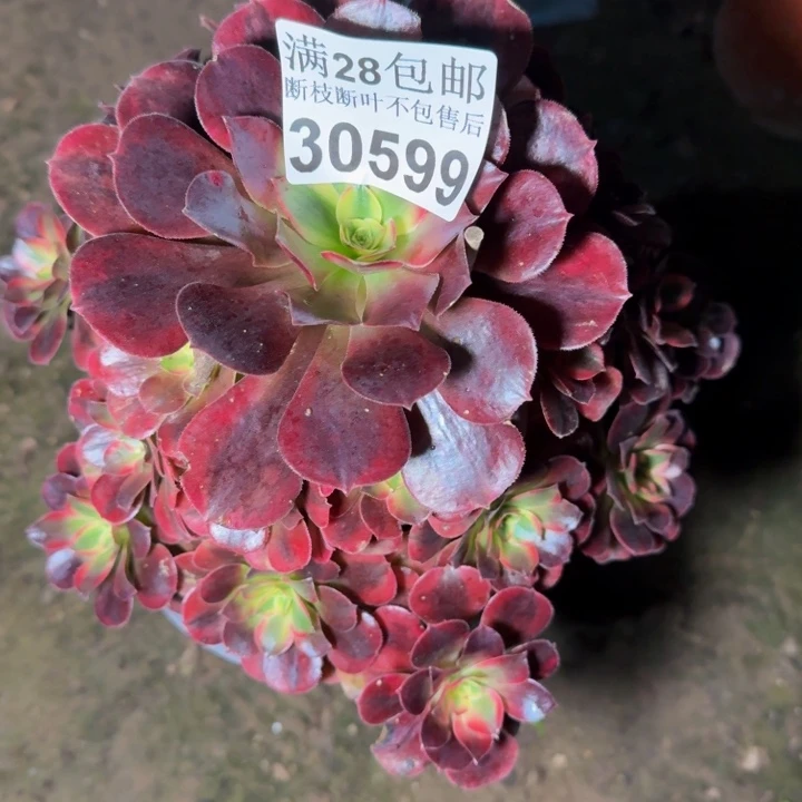 30599美杜莎不包断枝