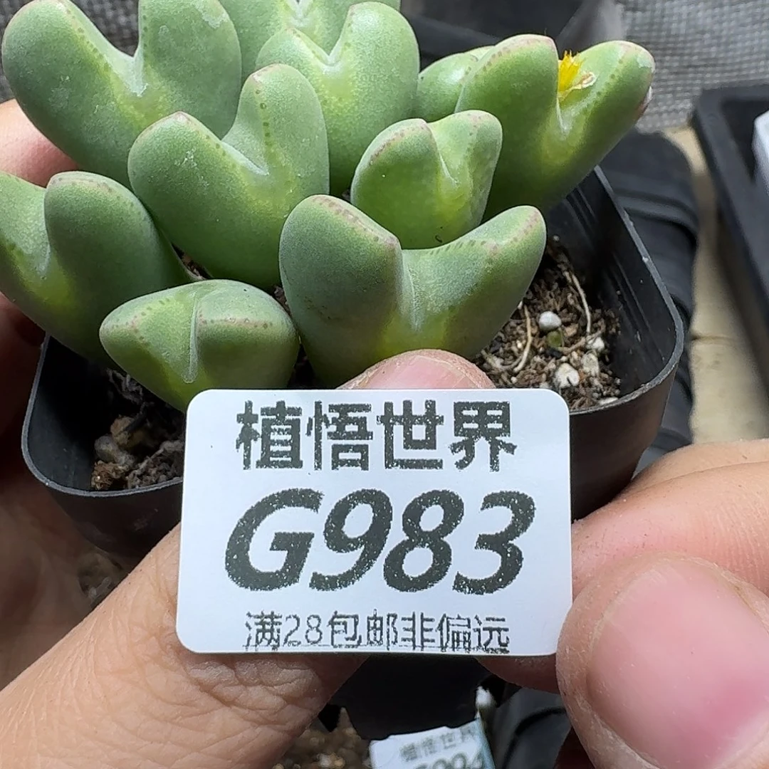 多肉植物的润泽fbn