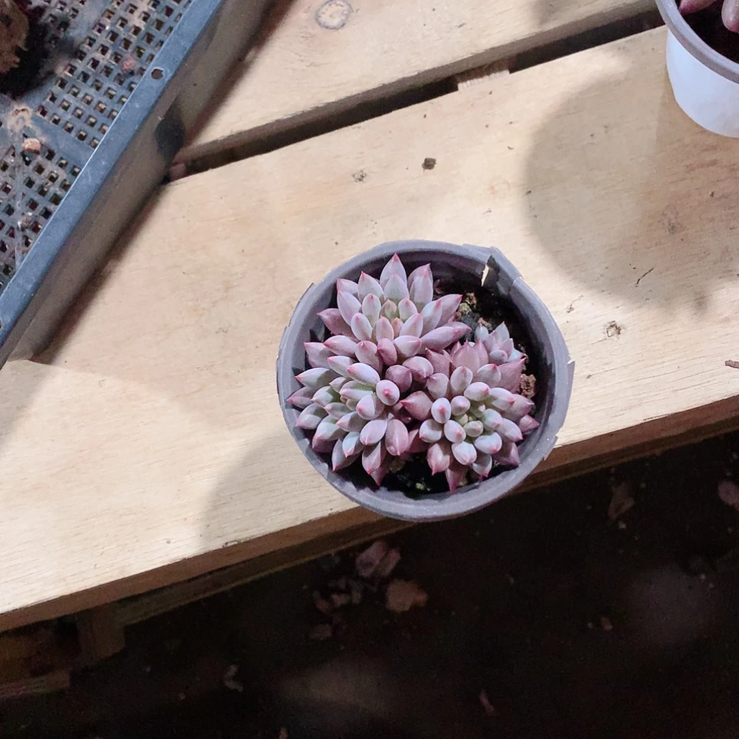 多肉植物多肉植物