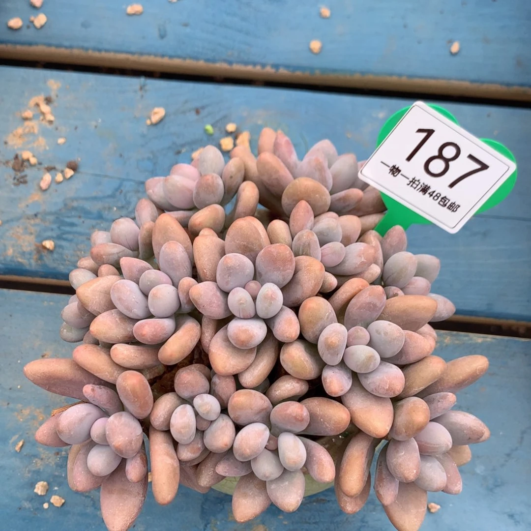 蜜多丽无砍平头187