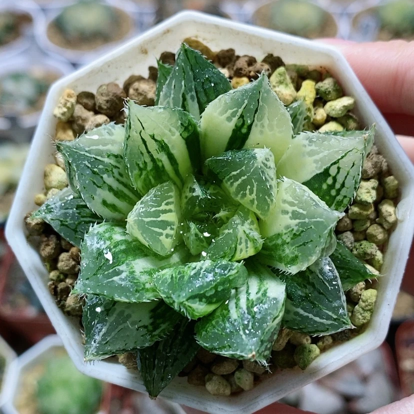 【闪购商品】84宝莲灯玉露锦