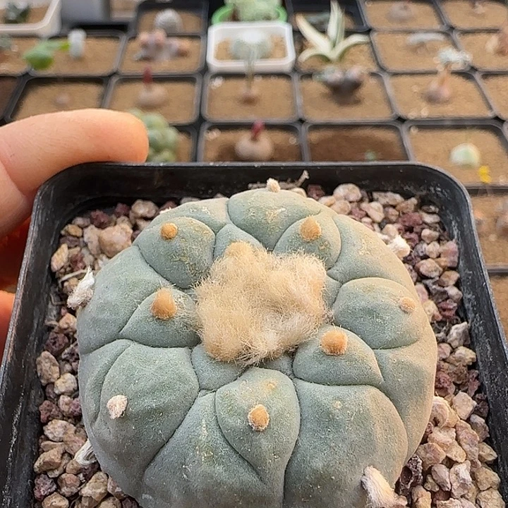 实生海鲜母本…………