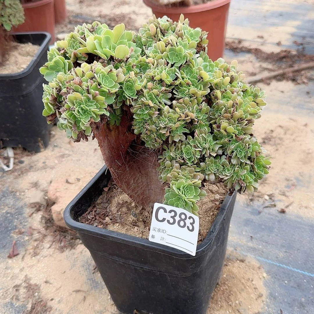 383玫瑰朵朵一颗满28包邮