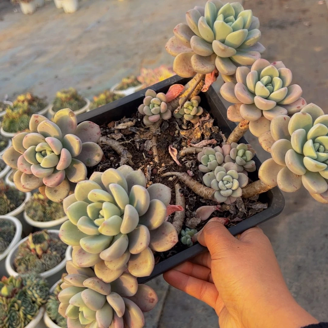 花斑鹿五头起方黑盆多肉