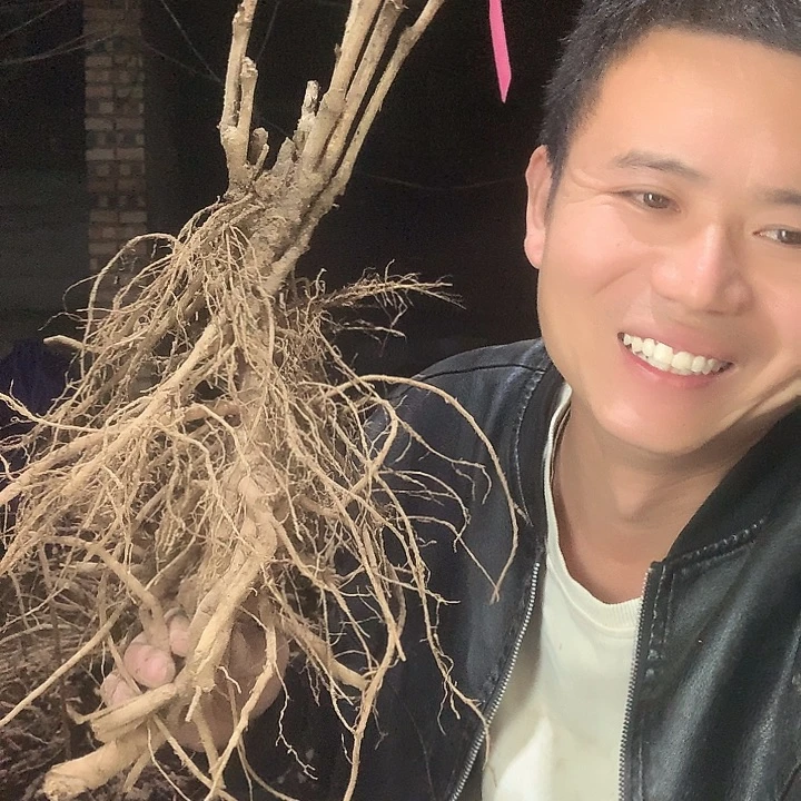 唯***。当前无花栽培后可以开花