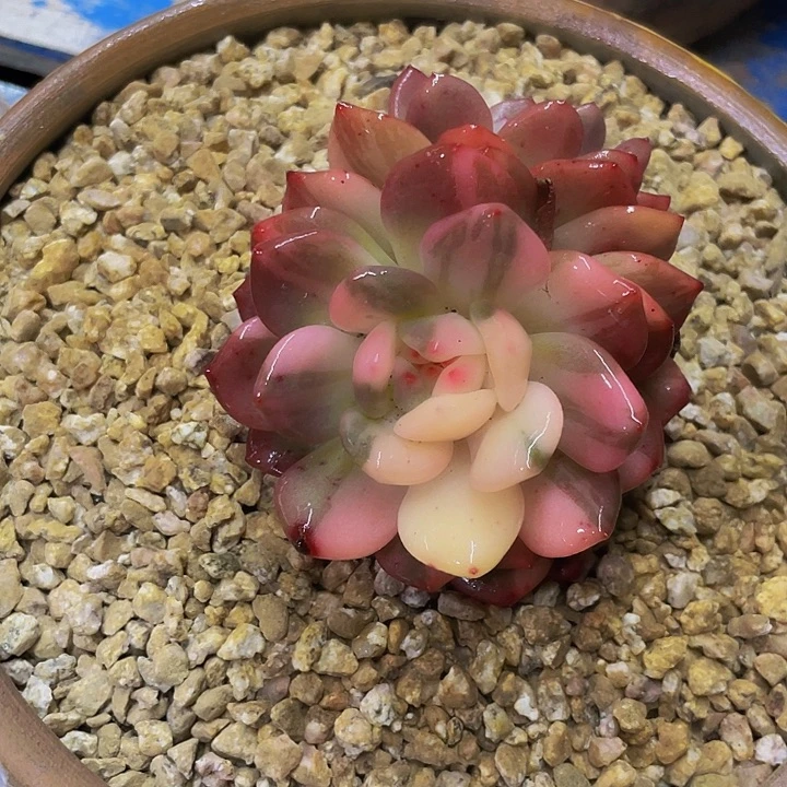 星影锦哦哦哦哦哦哦哦哦