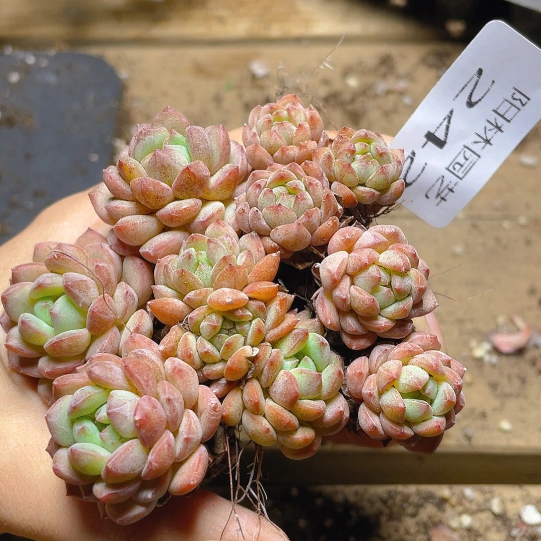 多肉植物多肉植物242
