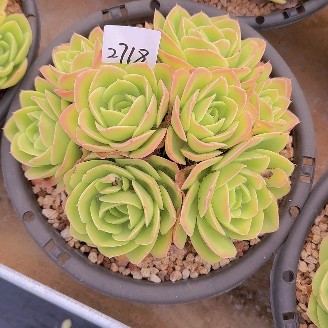 Z***L2718星纳塔多肉植物