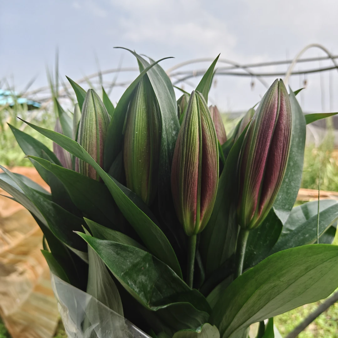 火石香水百合真花水养云南昆明斗南基地直发办公家用插花