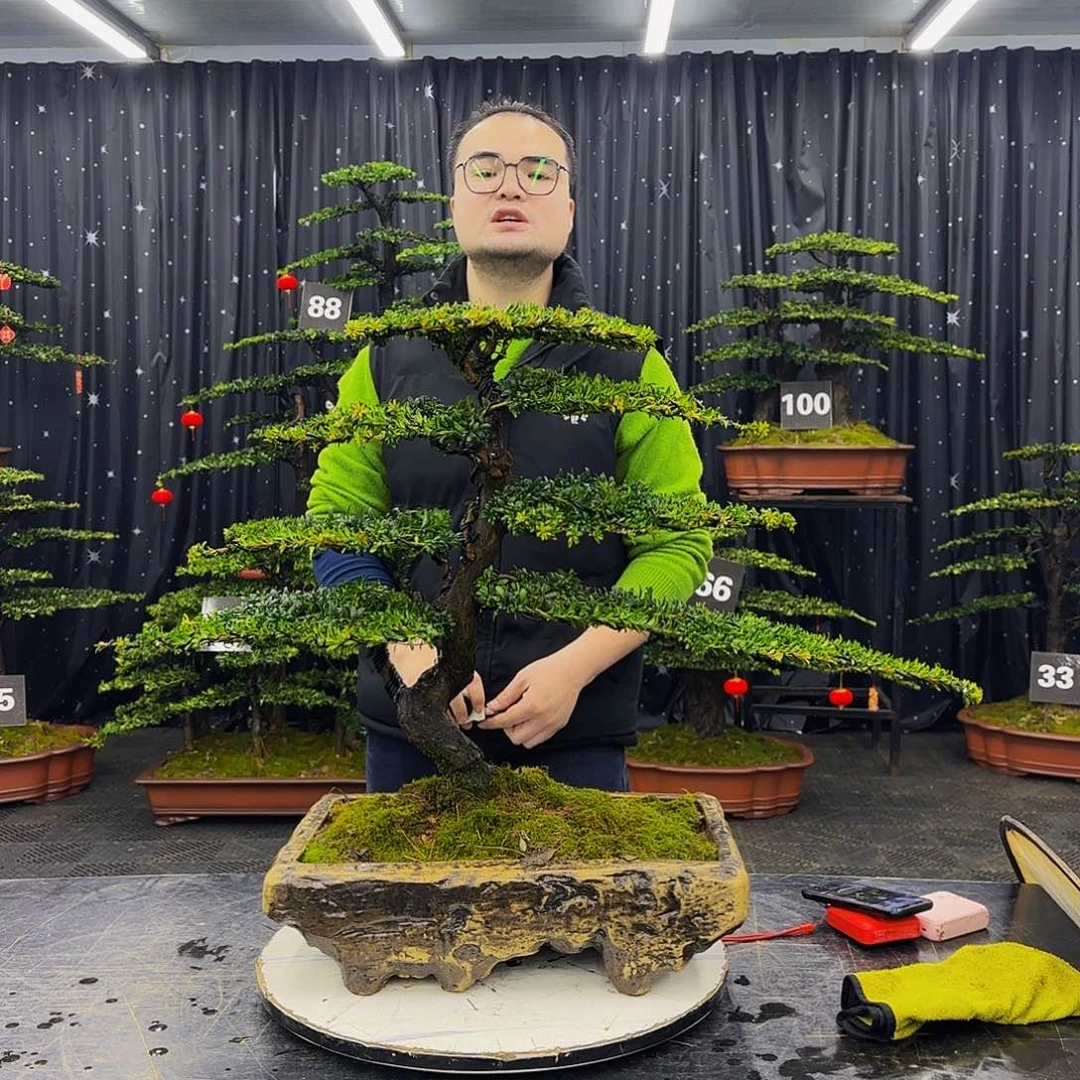 红芽罗汉松造型盆景