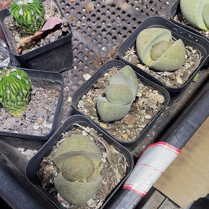 大元宝带盆土发货