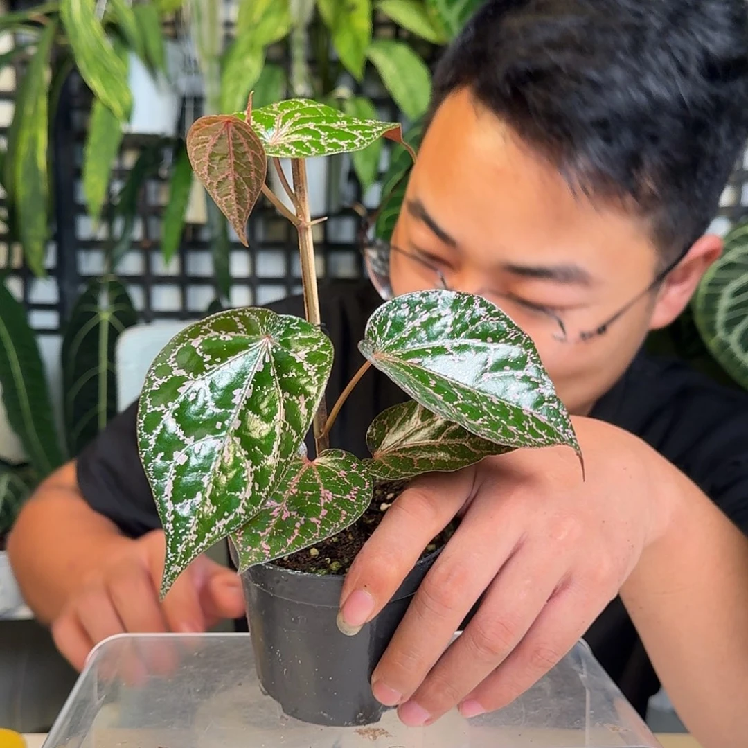 无花朵一物一拍W40