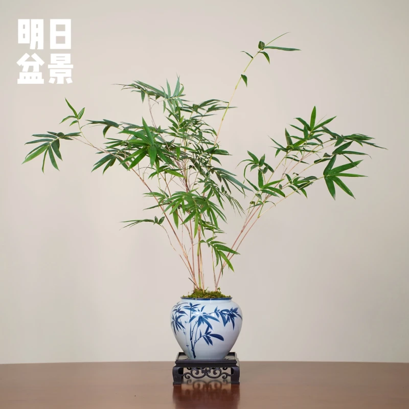 国风青花盆室内观赏竹红观音竹超级好养颜值高国潮绿植