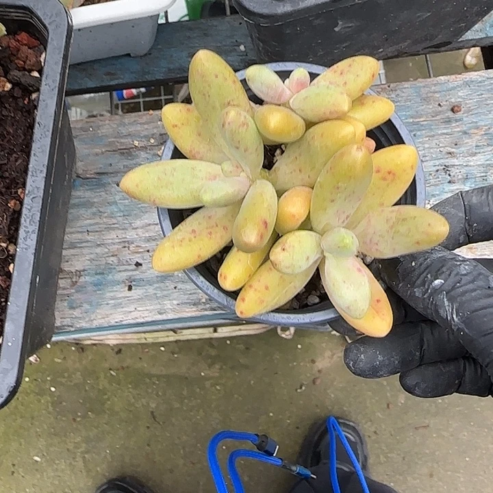 青蛙王子儿童牙膏11