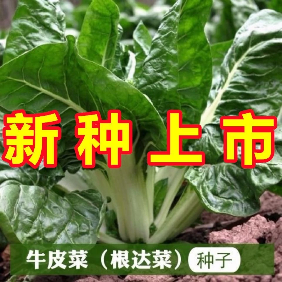 四川牛皮菜种子四季可种大叶厚皮根达菜高产南方甜菜蔬菜青菜种籽