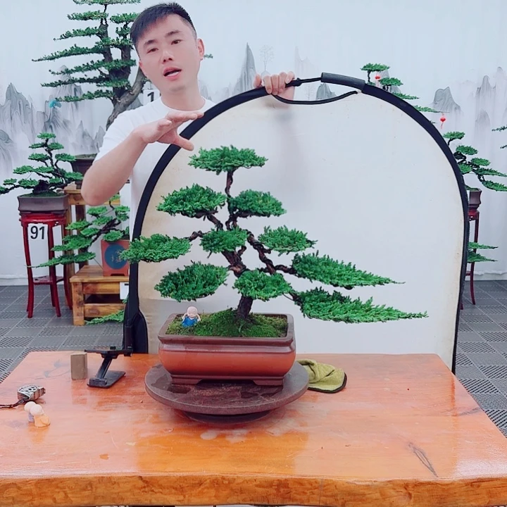 无花朵松柏盆景，一物一拍