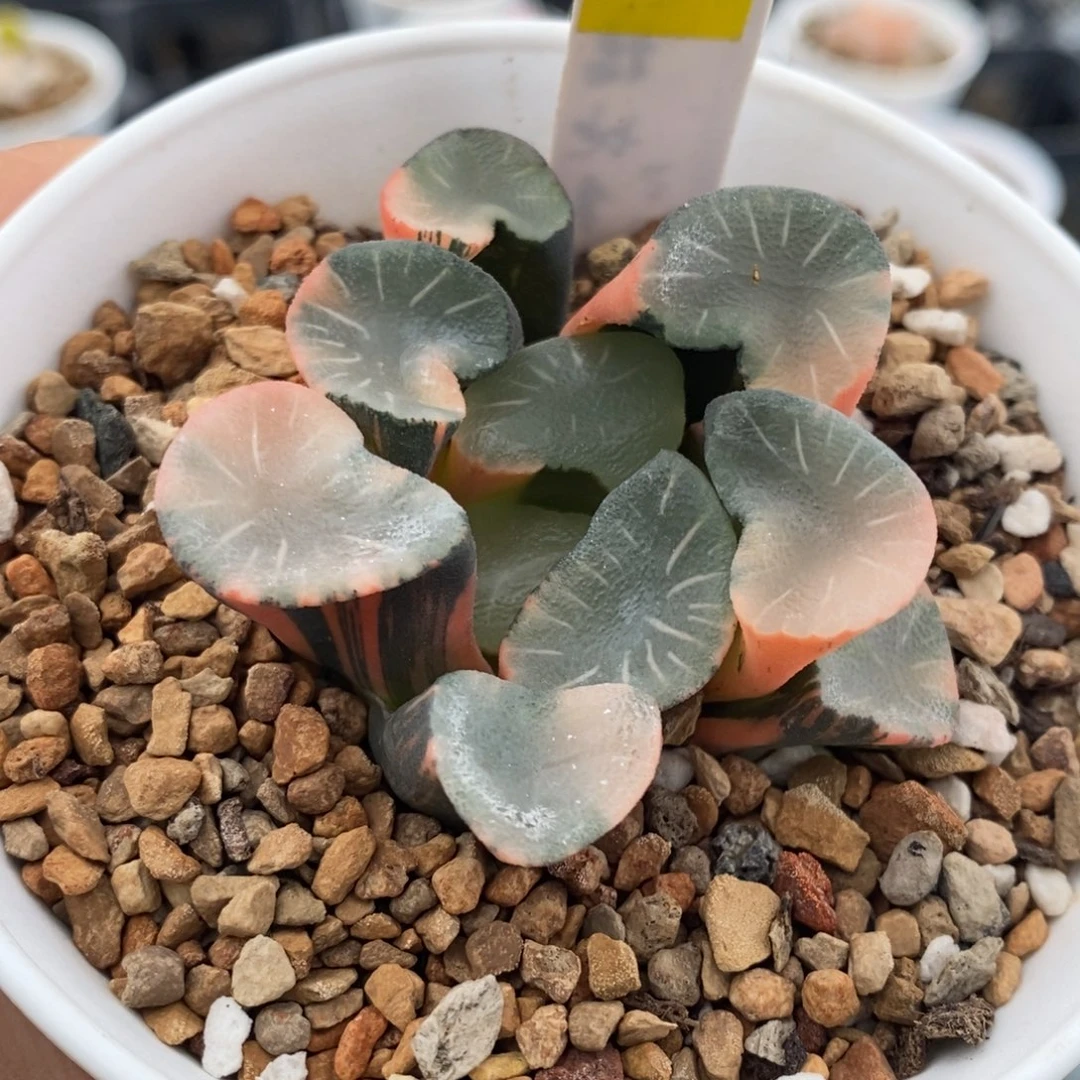 6号殴大宝实生万象锦带盆发货