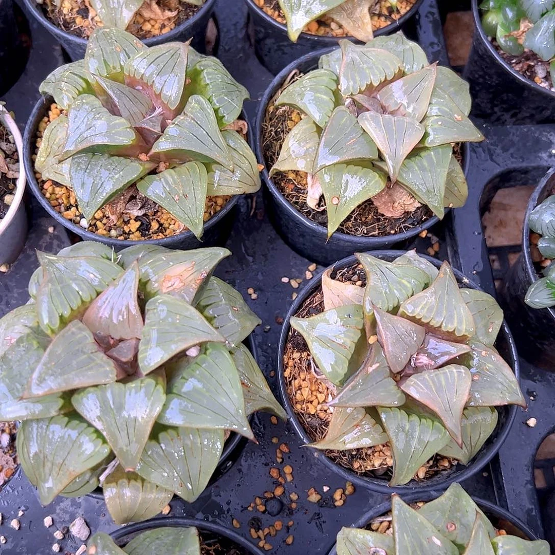 瑕疵媚凤万象盆玉露多肉一颗