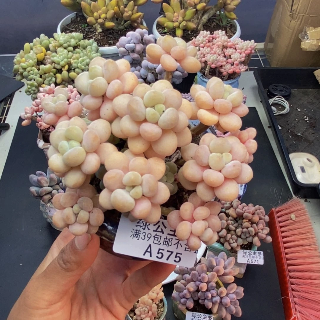 575洛可可多肉7c m