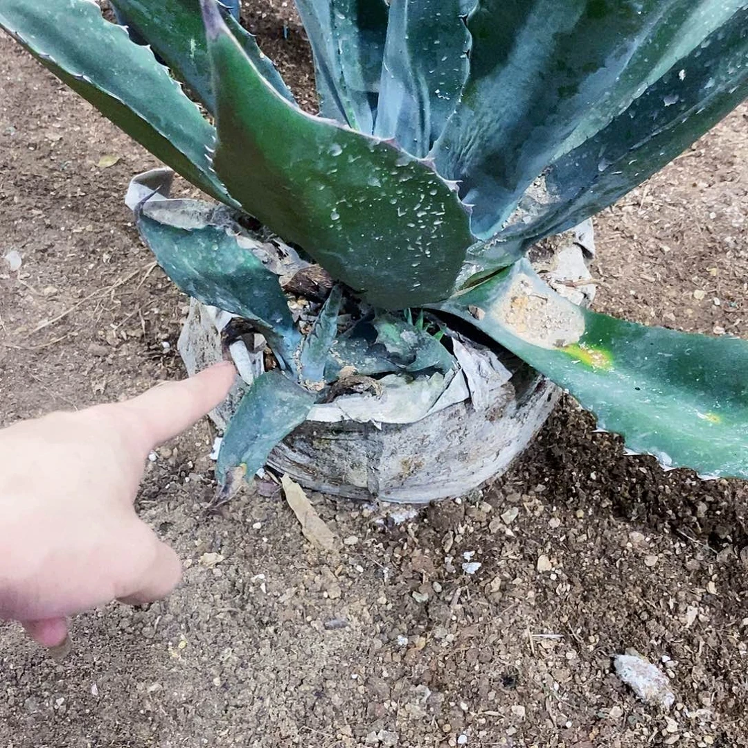巨龙侧芽一颗1111