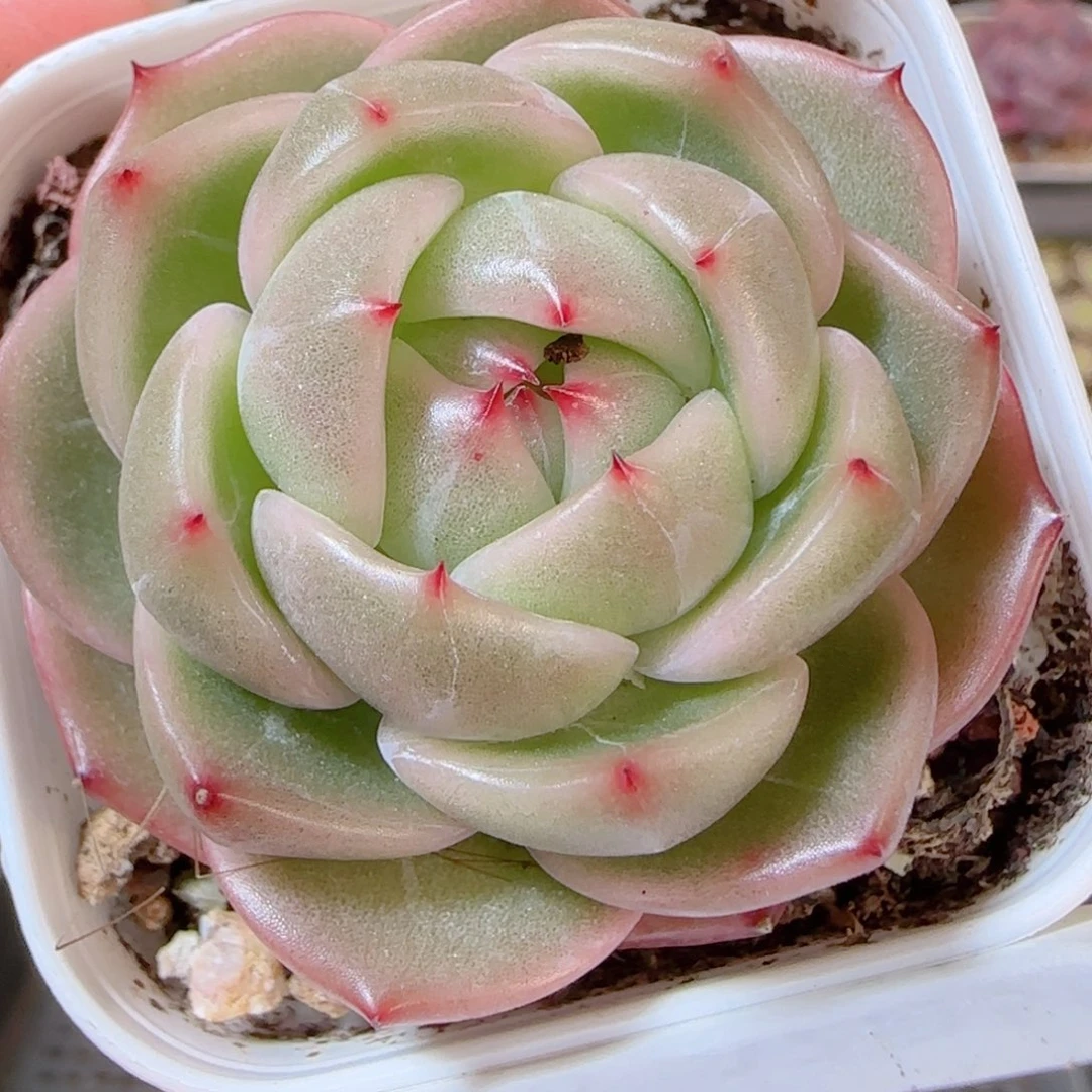 花语多肉1205-356钻石珍妮