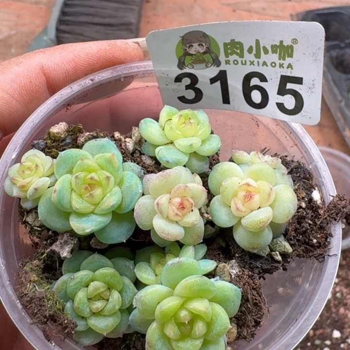 多肉植物多肉植物