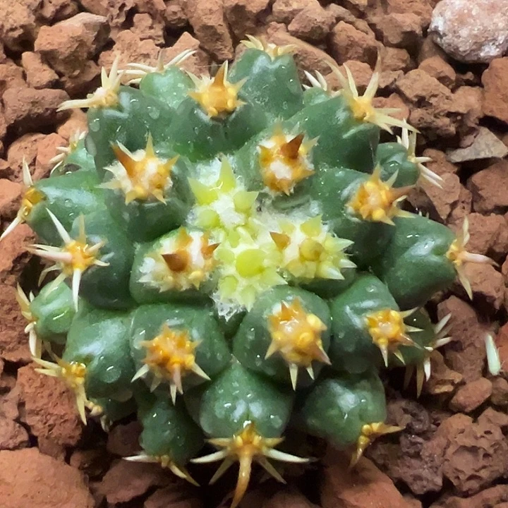 无花朵实生短刺钢钉