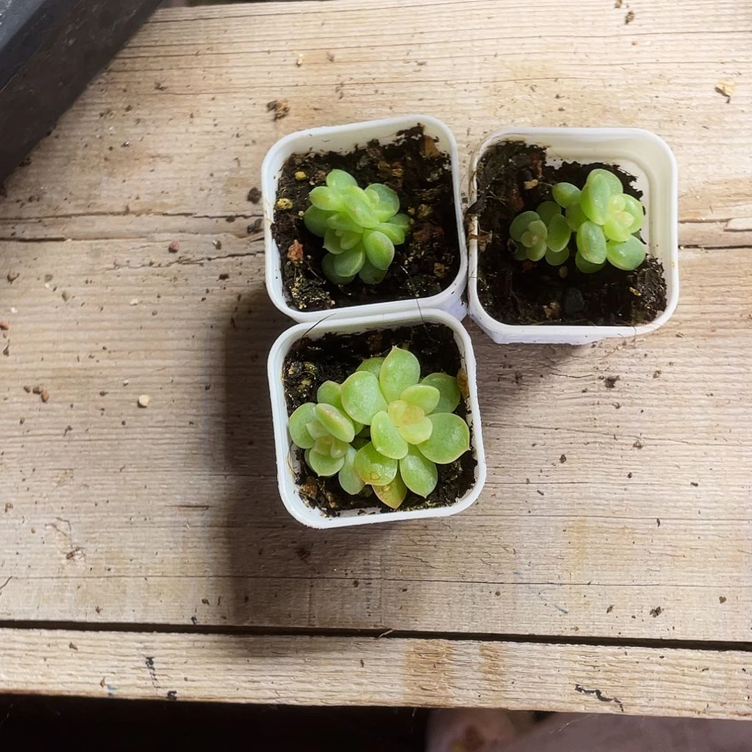 P26 中苗盆桌上一个满25包邮