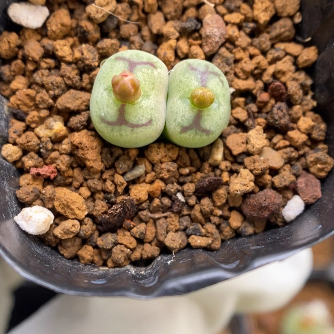 多肉植物肉锥杂交K-3462（1.5）墨猴