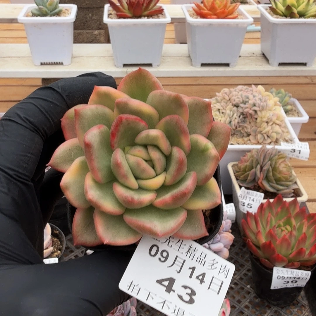 0914-43玫瑰东云锦